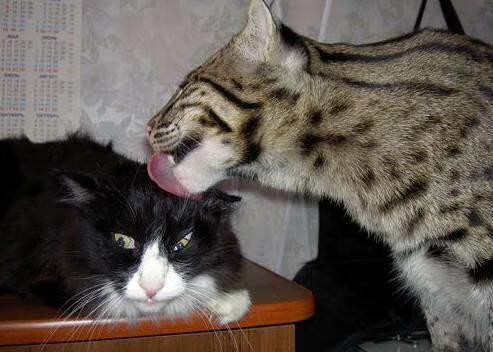 美网鏖战到年终巅峰，阿尔卡拉斯的进化与赛场点燃