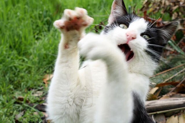 开云体育平台APP-冰火洗礼，从蒙特卡洛的挫败到伦敦的救赎—兹维列夫如何完成队长的蜕变