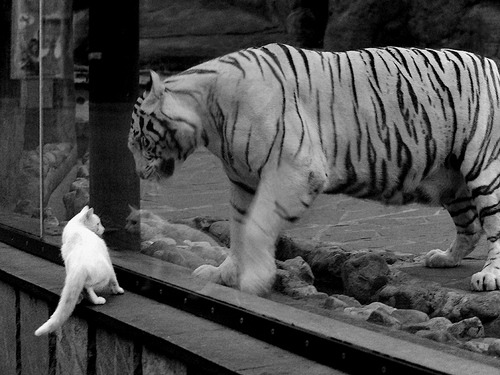 破晓的号角,当绿茵铁壁遭遇球场雷霆