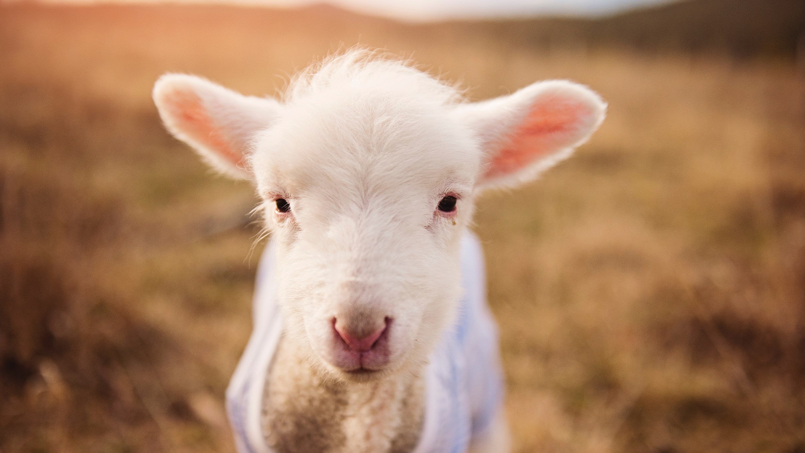 长城下的探戈,迪马利亚一舞定江山,中国踏平西班牙的背后隐喻