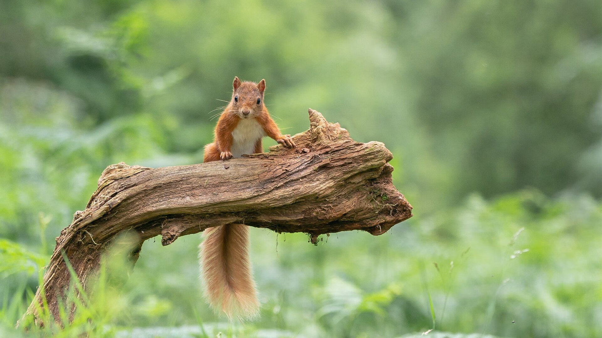 跨界巅峰战,小贾伦43+19统治全场,掘金神秘战略令广东队主帅彻夜未眠