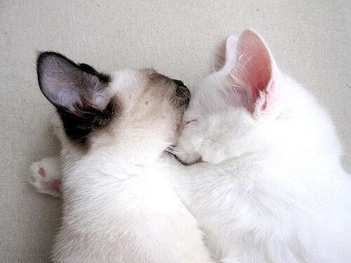 淘汰的艺术，从摩洛哥的防反美学到卢卡库的暴力破解