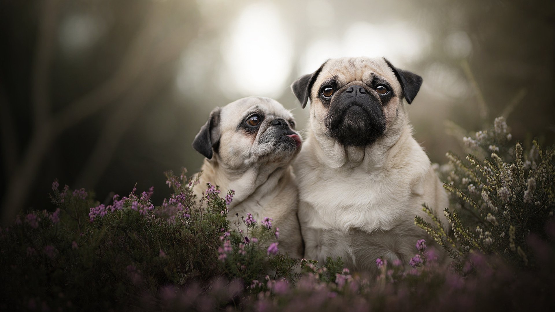 破序之战,从西班牙德比到北境森林狼的秩序重构