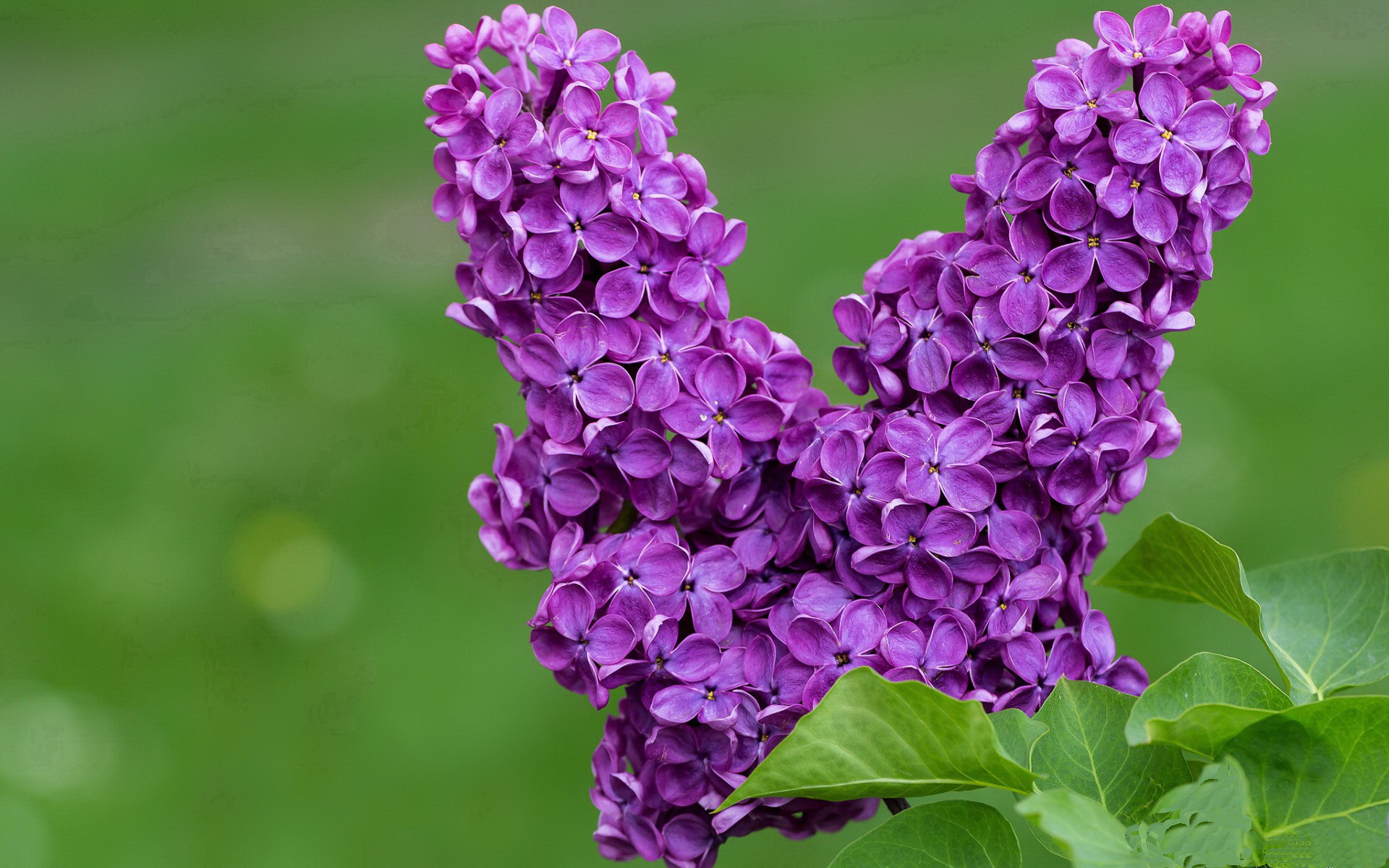 开云体育官网-悲剧与喜剧，当西班牙皇马血洗AC米兰，厄德高用手术刀肢解混凝土防线