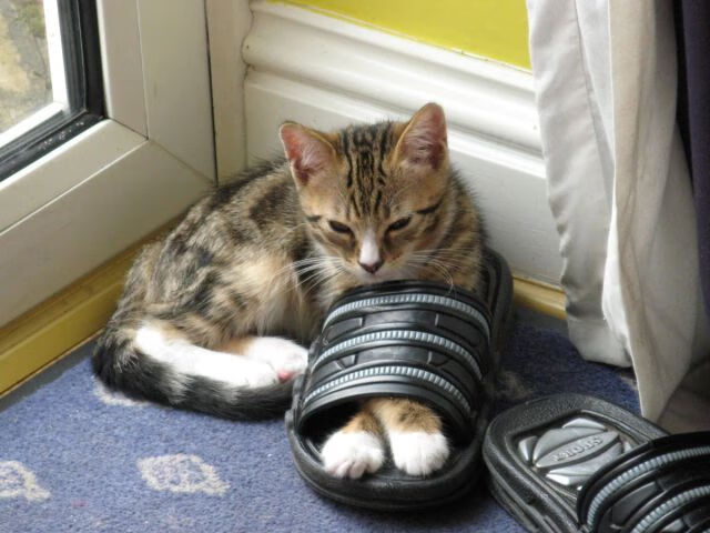 无声的宣言,西亚卡姆如何在尼克斯与广厦的节奏之争中划下界限