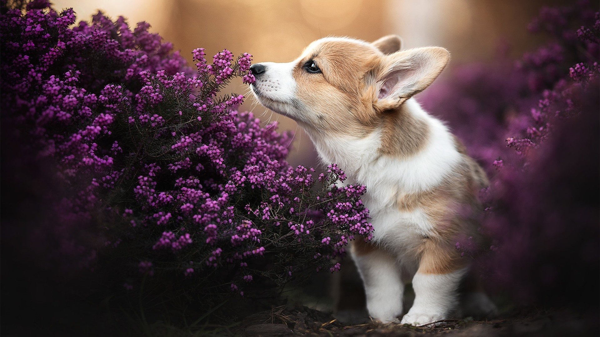 雨夜那不勒斯,当破茧金发的雕塑矗立于废墟,哈弗茨与一场推翻预言的革命