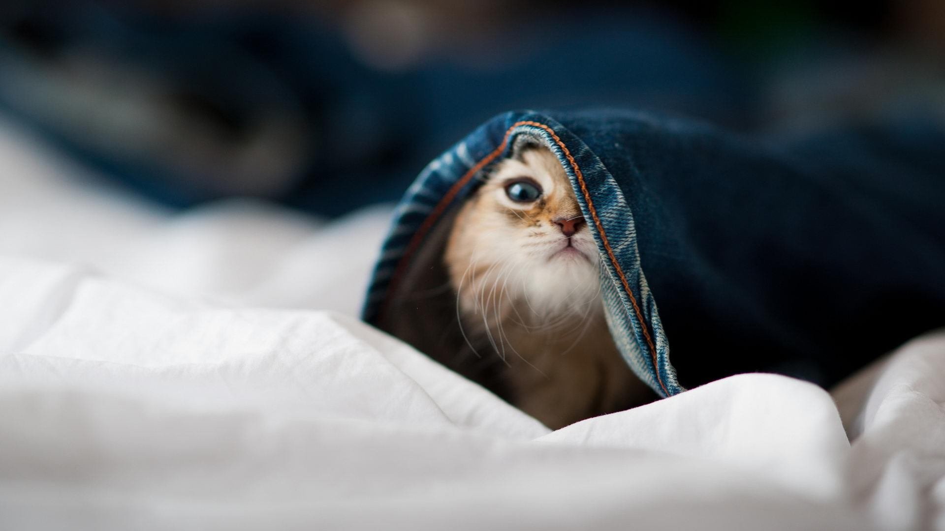 开云体育入口-当约基奇统治全场，辽宁爆冷骑士，体育如何重塑世界的规则